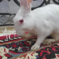 خرگوش