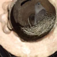 کوتوله بالغ جفت