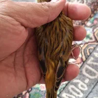 جوجه قناری   5ماه ( نر. بالغ )