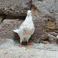 ۶ماده کبوترطوقی کارتونی آجری زرین سرکه‌ای کرم زرد|پرنده|اهواز, علی آباد|دیوار
