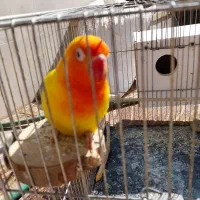 کوتوله ماده زرد  مولد ۴تخم بآ تخم   با تمام وسایل