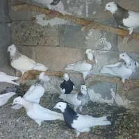 کبوتر طوقی و دورگ و رنگی