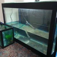 آکواریوم و ماهی مولی بالن