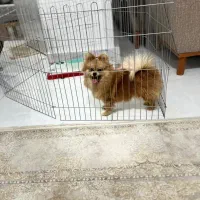 سگ پامرانیان