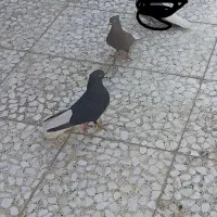 سوسنگرد|پرنده|سوسنگرد, |دیوار