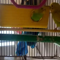 مرغ عشق و طوطی|پرنده|همدان, |دیوار