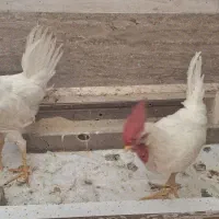 خروس