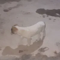 سگ خراسانی|سگ|شیروان (خراسان), |دیوار