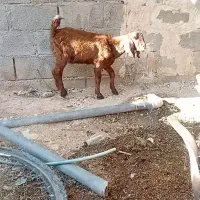 کهره نر پاکستانی