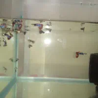 ۵۰عدد ماهی گوپی بیگ ایر مولد و جوان