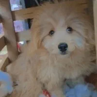 سگ پودل کراس|سگ|مشهد, کوی ولیعصر|دیوار