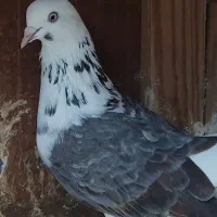 کبوتر