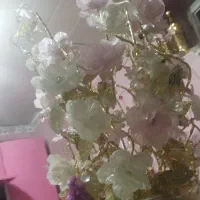 سم پاشی خانه و درخت