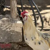 خروس گلین. فول ریش