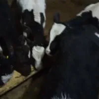 گوساله قطع شیر