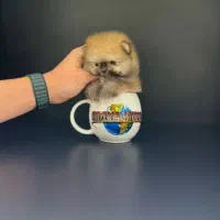 پامر پرتقالی خرسی