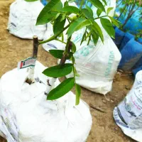 تولید نهال گردو ژنوتیپ|خدمات باغبانی و درختکاری|آبدانان, |دیوار