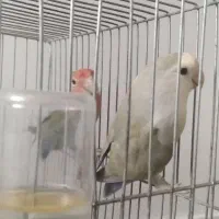 کوتوله در مامونیه