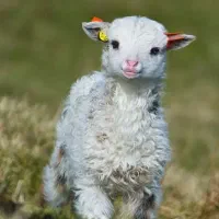 عرضه گوسفند زنده
