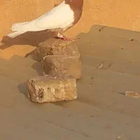 کفتر