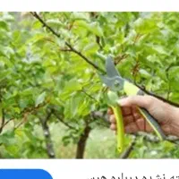 هرس تمام درختان میوه وجنگلی|خدمات باغبانی و درختکاری|مشهد, دانشجو|دیوار