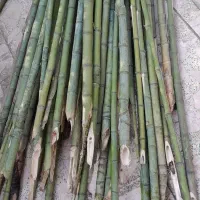 نی خیزران صاف وبلند|گل و گیاه طبیعی|گوراب زرمیخ, |دیوار