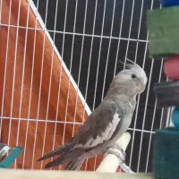 عروس هلندی نر وایت فیس دستی و سخنگو