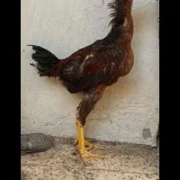 ۵ تا جوجه خروس لاری|حیوانات مزرعه|تربت جام, شاهد|دیوار