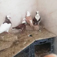 کبوتر|پرنده|اسفراین, |دیوار