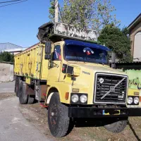 ولوو کله زردتوپ طلا