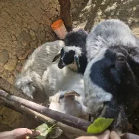 بره نر افشاری قوچ افشاری جوان و سرحال و زیرک|حیوانات مزرعه|تفت, |دیوار