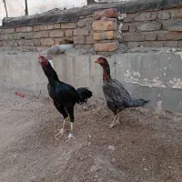 مرغ و خروس لاری|حیوانات مزرعه|سرپل ذهاب, |دیوار