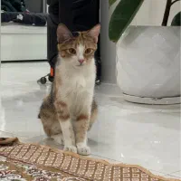 واگذاری بچه گربه|گربه|مشهد, جانباز|دیوار