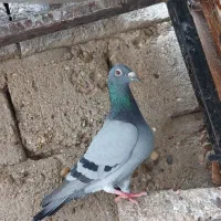 کبوتر خارجی