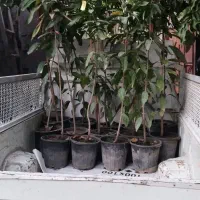 نهالستان سینا(تولید کننده نهال استوایی و گرمسیری)