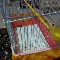 قفس|لوازم جانبی حیوانات|زابل, |دیوار