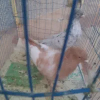 فروش کبوتر|پرنده|شیراز, دشت چنار|دیوار
