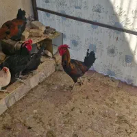 خروس محلی اصل|حیوانات مزرعه|کازرون, |دیوار