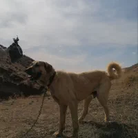 سگ پژدر 2ساله نر