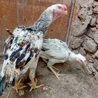 مرغ و خروس نوک طوطی