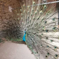 جوجه طاووس مصری|پرنده|تهران, والفجر (افسریه)|دیوار