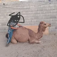 فروش شتر هاشی گهود بافق|حیوانات مزرعه|بافق, |دیوار