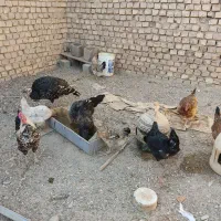 تعدادی مرغ تخم گذار