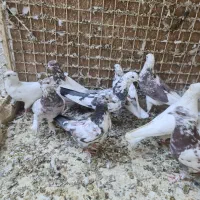 کبوتر پرشی|پرنده|تهران, تختی|دیوار