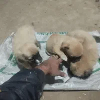 توله سگ پا کوتاه با اصل ونصب عالی به فروش میرسد|سگ|مه ولات, |دیوار