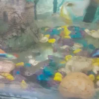 گوپی ریبون ماده