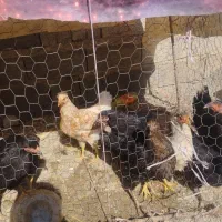 جوجه|پرنده|نوشین شهر, |دیوار