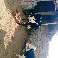 فروش گاو محلی