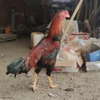 لاری