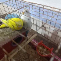 مرغ عشق|پرنده|برازجان, |دیوار